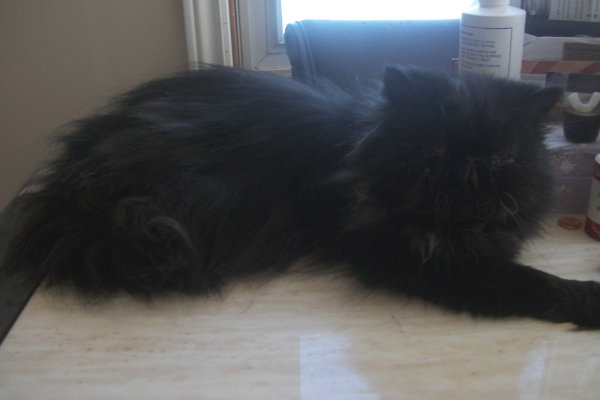Atticus. A cat for adoption at Oasis Animal Rescue, Oshawa.