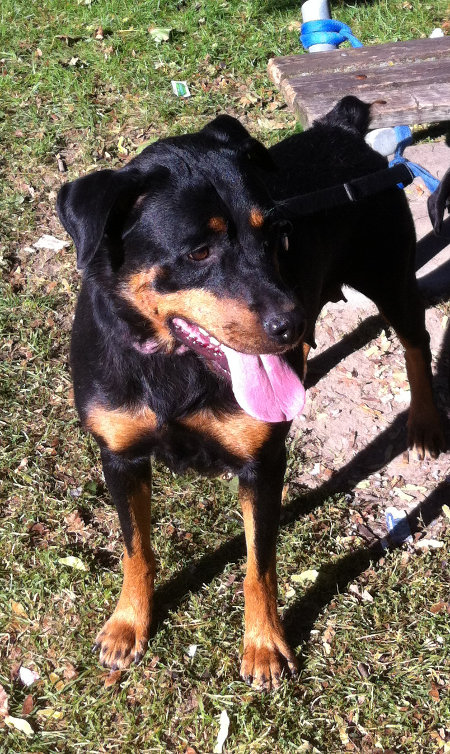 Cindy. A Rottweiler for adoption. Oasis Animal Rescue