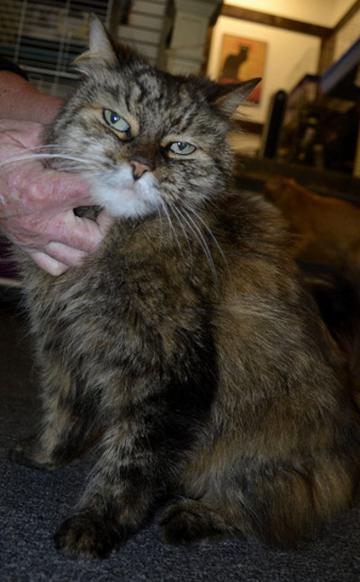 Hermione, cat for adoption, Oshawa.