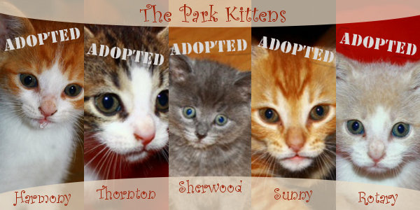 Park kittens for adoption. Oasis Animal Rescue.