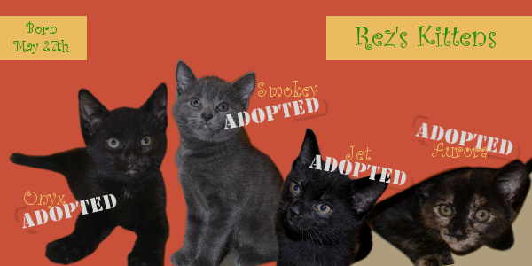 Rez's Kittens all now adopted. Oasis Animal Rescue, Oshawa, ON