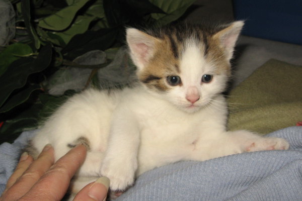 Bellas Kittens for adoption