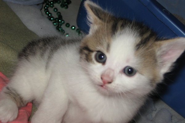 Bellas Kittens for adoption