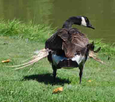 Sammy the Canadian Goose needs a winter home