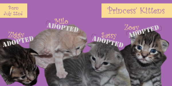 Princess' kittens adopted