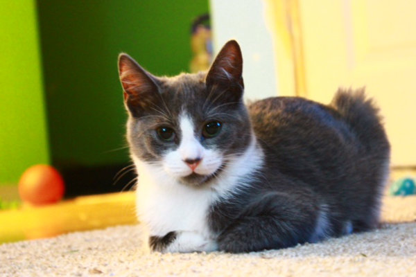 Daytona. An adoptable kitten at Oasis Animal Rescue, Oshawa, ON