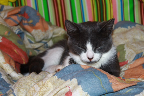 Daytona. Kitten for adoption at Oasis Animal Rescue