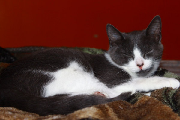 Daytona. Kitten for adoption at Oasis Animal Rescue