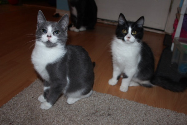 Daytona and Wheelie. Adoptable kittens at Oasis Animal Rescue, Oshawa, ON