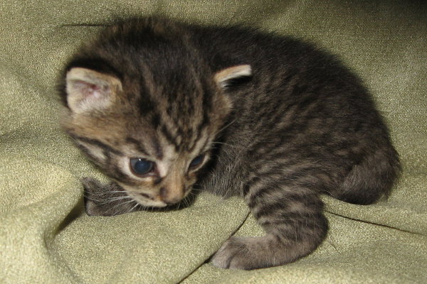 Jolly. An adoptable kitten at Oasis Animal Rescue, Oshawa, Ontario