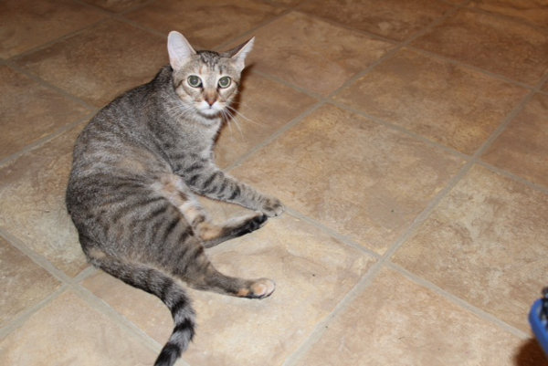 Princess. A cat for adoption at Oasis Animal Rescue, Oshawa, ON
