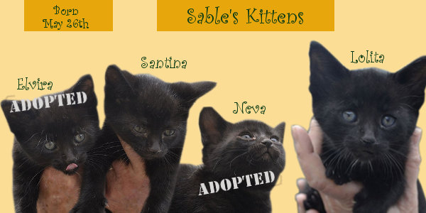 Sables Kittens for adoption at Oasis Animal Rescue