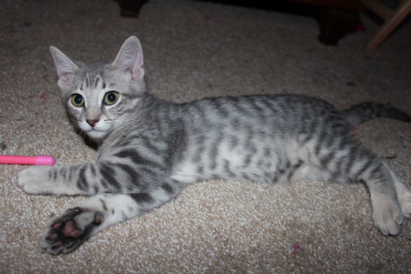 Sassy. An adoptable kitten at Oasis Animal Rescue, Oshawa, ON