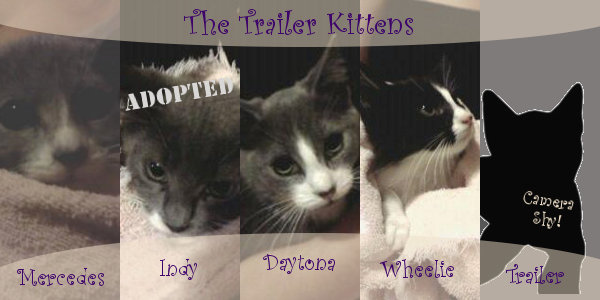 The 'Trailer' kittens for adoption. Oasis Animal Rescue, Oshawa, ON