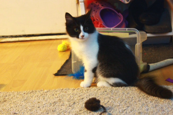 Wheelie. Adoptable kitten at Oasis Animal Rescue, Oshawa, ON