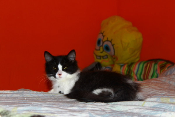 Wheelie. Kitten for adoption at Oasis Animal Rescue