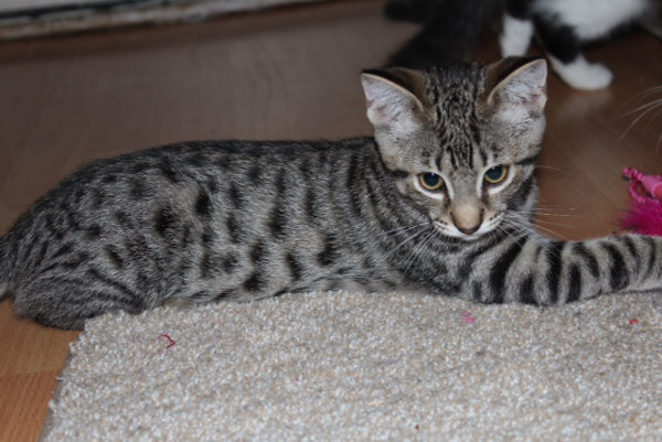 Ziggy. An adoptable kitten at Oasis Animal Rescue, Oshawa, ON