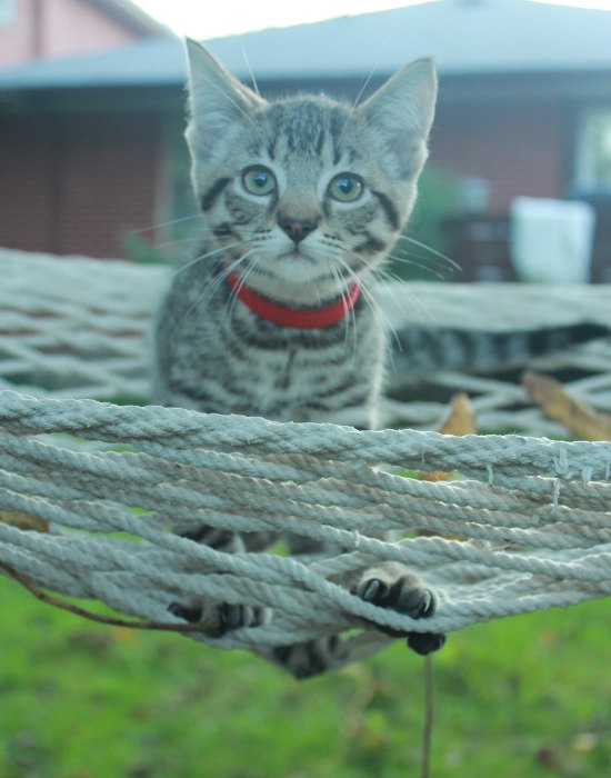 Ziggy, relaxing in hammock. Kitten for adopton at Oasis Animal Rescue