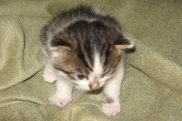 Zippy. An adoptable kitten at Oasis Animal Rescue, Oshawa, Ontario