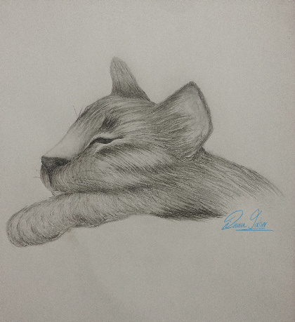 Cat Drawing by artist Diana Jaber to support Oasis Animal Rescue