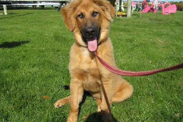 Diesel, a dog for adoption at Oasis Animal Rescue, Oshawa, ON