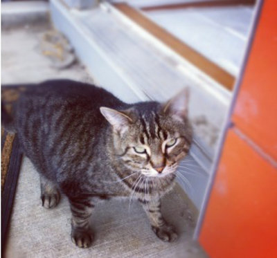 Jinx. A cat for adoption at Oasis Animal Rescue, Oshawa