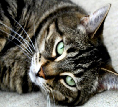 Jinx. A cat for adoption at Oasis Animal Rescue, Oshawa