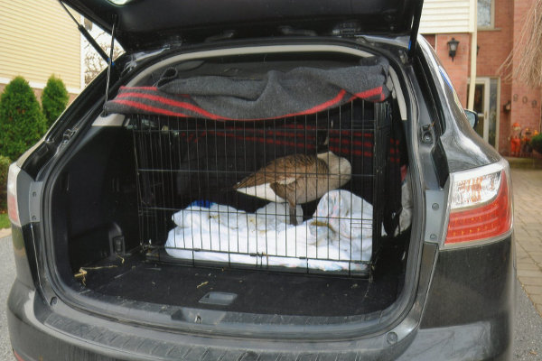 Sammy D. Goose being transported to foster home. Oasis Animal Rescue