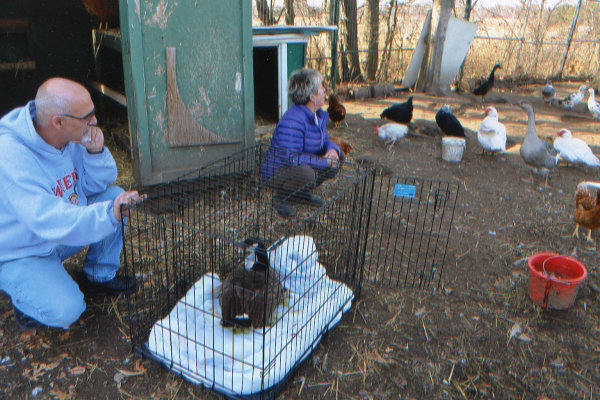 Sammy D. Goose meets new fowl friends. Oasis Animal Rescue.