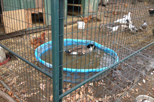 Sammy D. Goose taking a bath. Oasis Animal Rescue