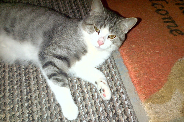 Tigger. Cat for adoption at Oasis Animal Rescue, Oshawa