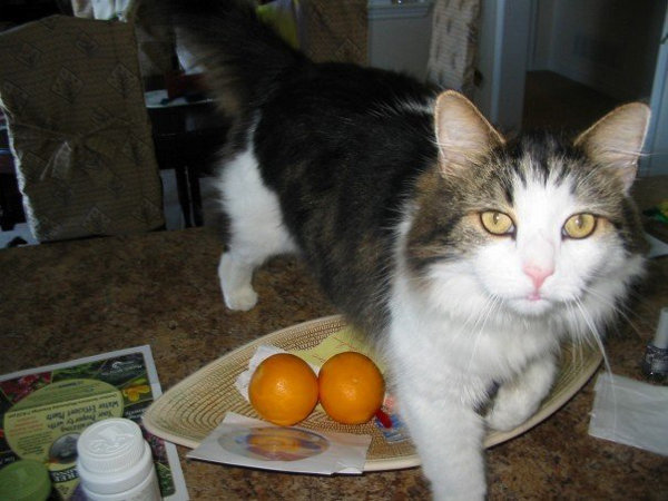 Fiza. A cat for adoption through Oasis Animal Rescue, in Oshawa, Ontario