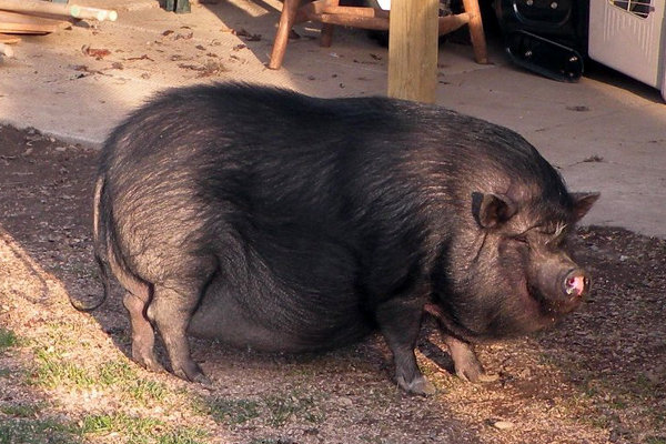 Recently adopted pot belly pig named Molly