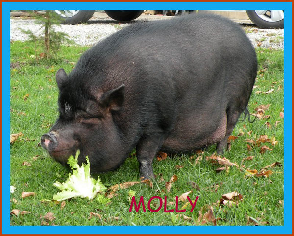 Molly, A Pot Bellied Pig Available For Adoption. Contact Oasis Animal Rescue, Oshawa