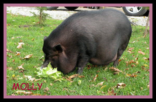 Molly, A Pot Bellied Pig Available For Adoption. Contact Oasis Animal Rescue, Oshawa