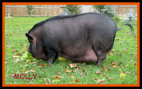 Molly, A Pot Bellied Pig Available For Adoption. Contact Oasis Animal Rescue, Oshawa