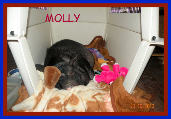 Molly, A Pot Bellied Pig Available For Adoption. Contact Oasis Animal Rescue, Oshawa