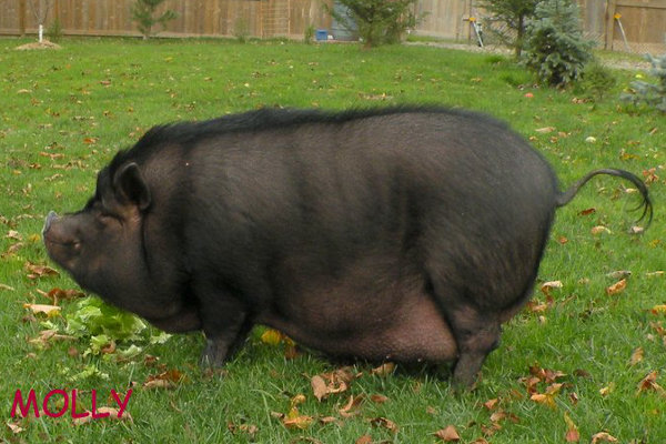 Molly, A Pot Bellied Pig Available For Adoption. Contact Oasis Animal Rescue, Oshawa