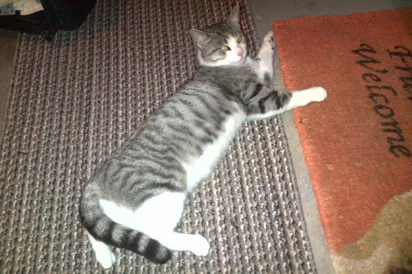 Tigger. Cat for adoption at Oasis Animal Rescue, Oshawa