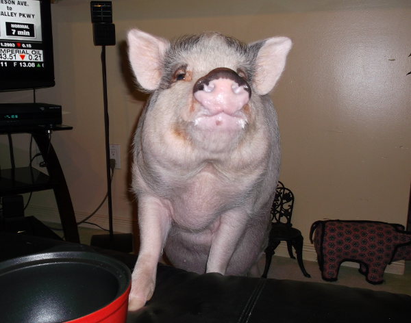 Bacon, a pot bellied pig for adoption. Contact Oasis Animal Rescue, Oshawa, ON
