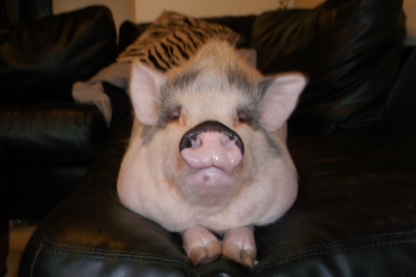 Bacon, a pot bellied pig for adoption. Contact Oasis Animal Rescue, Oshawa, ON