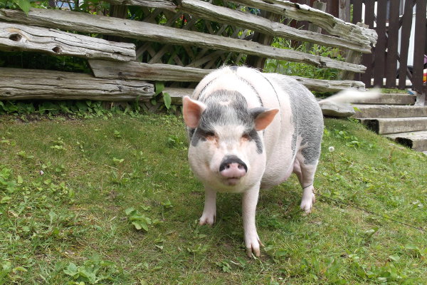 Bacon, a pot bellied pig for adoption. Contact Oasis Animal Rescue, Oshawa, ON