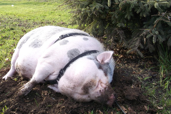 Bacon, a pot bellied pig for adoption. Contact Oasis Animal Rescue, Oshawa, ON