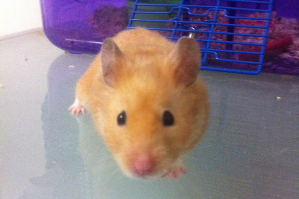 Terrence, a hamster for adoption