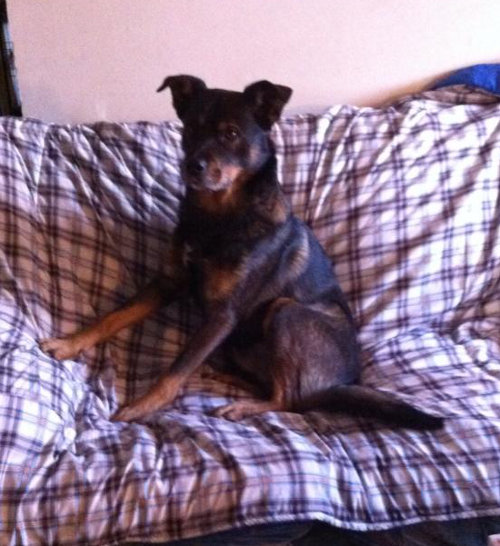 Thunder. A dog for adoption at Oasis Animal Rescue, Oshawa, ON