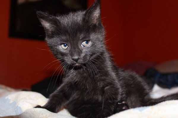 Gemma. A kitten for adoption at Oasis Animal Rescue, Oshawa, ON