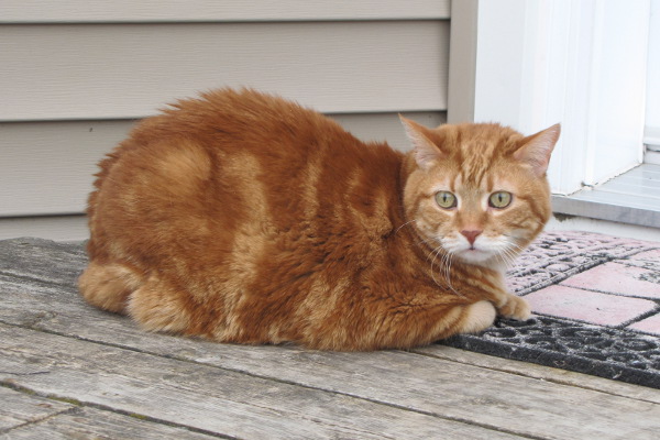 Rusty. Cat for adoption. Oasis Animal Rescue