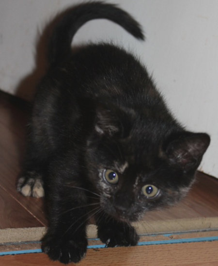 Tora, a kitten for adoption at Oasis Animal Rescue, Durham Region