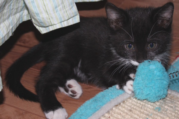 Alfie. A kitten for adoption at oasisanimalrescue.ca
