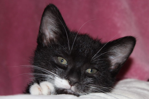 Alfie. An adoptable kitten at Oasis Animal Rescue, Oshawa, ON